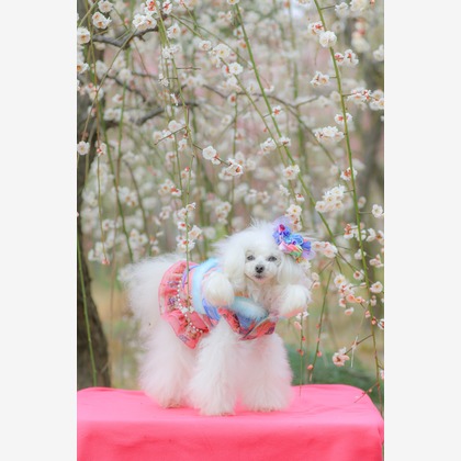 高橋 透（Coo&Sea STUDIO代表）が撮影した「:albumName」の写真