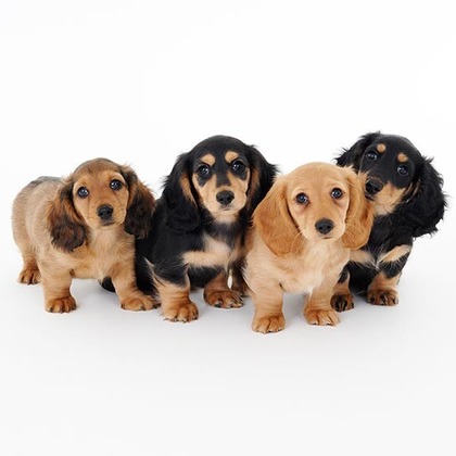 有限会社スタジオホリデーが撮影した「:albumName」の写真