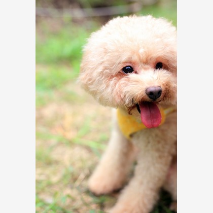 Wedding, Bridal Photos taken by ecoo