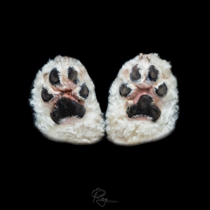 Ray Yamaguchiが撮影した「:albumName」の写真