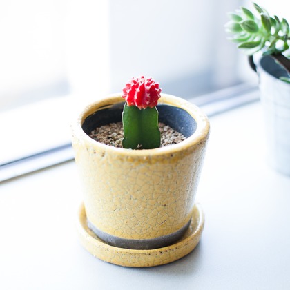 Yasui photographyが撮影した商品/物撮り/人物撮影の写真