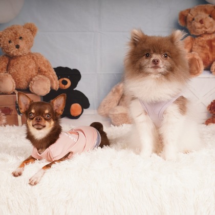 スタジオ　まるが撮影した「:albumName」の写真