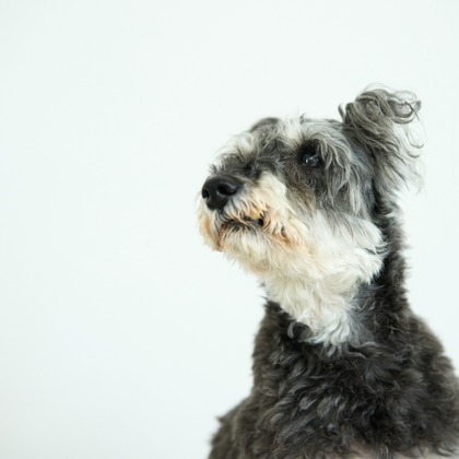 クリエイティブツリーが撮影した「:albumName」の写真