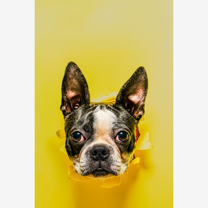 rebornsphotoworksが撮影した「ポートフォリオ総合」の写真