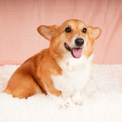 スタジオ　まるが撮影した「:albumName」の写真