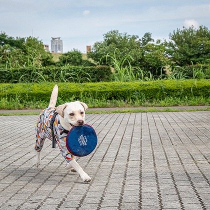 吉田佳央が撮影した「:albumName」の写真