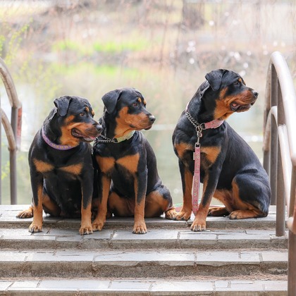 株式会社Neo-Smile 「locationbreeze」高橋 徹が出張撮影した「ペット」の家族写真