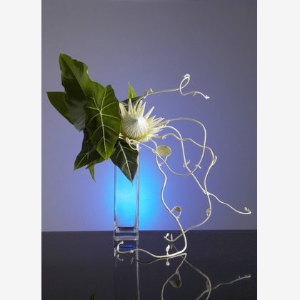 株式会社スタジオカールが撮影した「:albumName」の写真