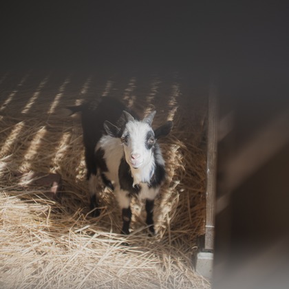 umimoyamamoworksが撮影した「:albumName」の写真