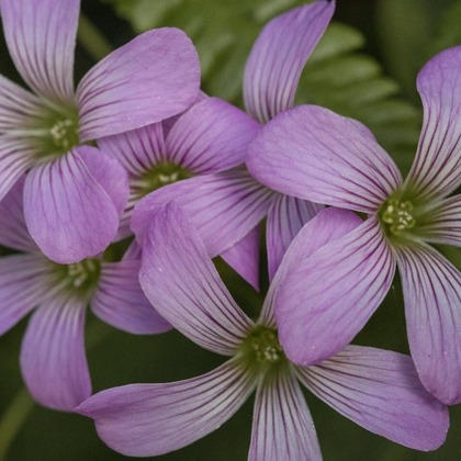 ポートレート沖縄が撮影した人物撮影の写真