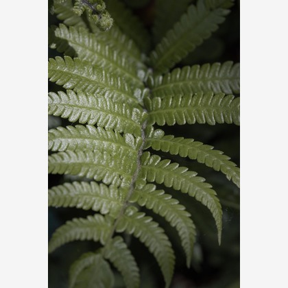 ポートレート沖縄が撮影した人物撮影の写真