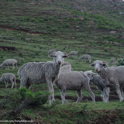 Katsuhiko Suzukiが撮影した「:albumName」の写真