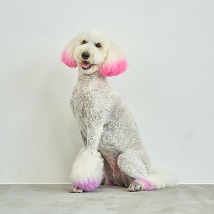 クリエイティブツリーが撮影した「:albumName」の写真