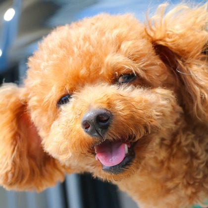 大森光太郎・K-PHOTOが出張撮影した犬の敏捷性, 犬の供給, 子鹿などが写った「ペット撮影」の家族写真