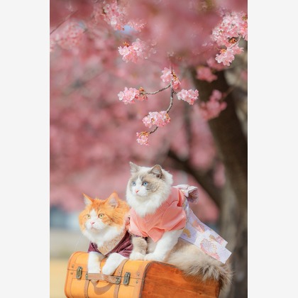 株式会社Neo-Smile 「locationbreeze」高橋 徹が出張撮影した「ペット動物など」の家族写真