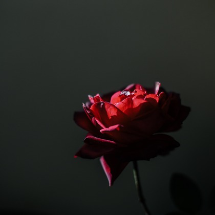 NOJYO高木俊幸写真事務所が撮影した「:albumName」の写真