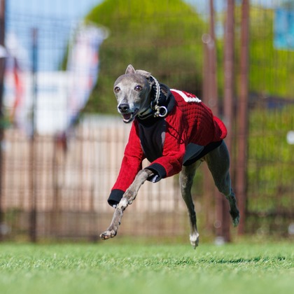 T.Matsumuraが撮影したイベント/スナップ撮影の写真