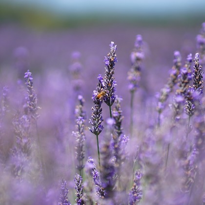 出張撮影のメモリーズが撮影した「:albumName」の写真