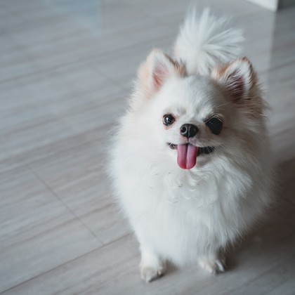 Tajimaが撮影した「ペット」の写真