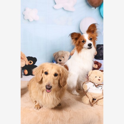 WithshopJapanが撮影した「ペット撮影」の写真