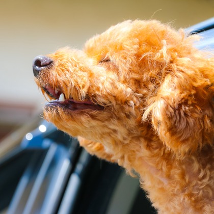 大森光太郎・K-PHOTOが出張撮影した犬の敏捷性, 犬の供給, 子鹿などが写った「ペット撮影」の家族写真