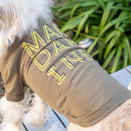 吉田佳央が撮影した「DOG SHOOTING」の写真