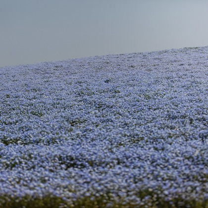 Wedding, Bridal Photos taken by PHOTO STUDIO LUXE-スタジオリュクス-	
