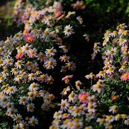 KotobukiPhotosが撮影した「:albumName」の写真