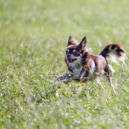 内田　雄一が撮影した「DOGイベントでの撮影」の写真