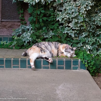 Katsuhiko Suzukiが撮影した「:albumName」の写真