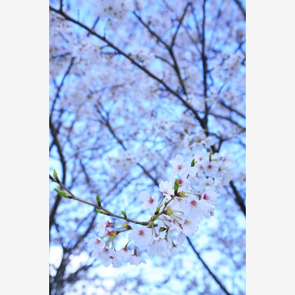 blink photoが撮影したウェディングや家族、ビジネスの写真