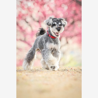 この写真は、出張撮影(家族写真(キッズ,ベビーフォト))のアルバム「ペット動物など」にある写真の1枚で、家族写真(キッズ,ベビーフォト)などが写っています。<br>「ペット動物など」では他にも:albumPhotoCount枚の家族写真を見ることができます。撮影者は株式会社Neo-Smile 「locationbreeze」高橋 徹です。カメラマンのプロフィールページで、家族写真(キッズ,ベビーフォト)撮影の口コミやおすすめコメントを見ることができます。