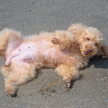 高木勇斗が撮影したイベント/スナップ撮影の写真