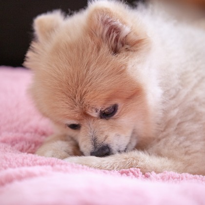 レオン・スナップサービスが撮影したその他の写真