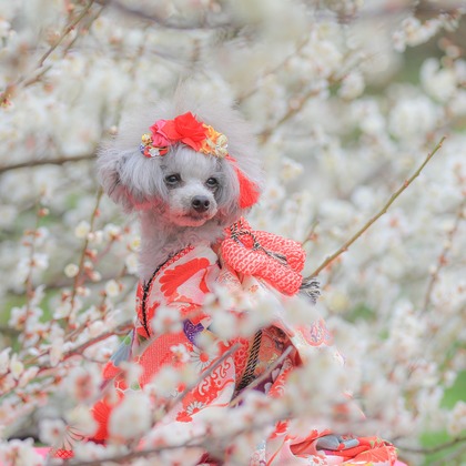 高橋 透（Coo&Sea STUDIO代表）が撮影した「:albumName」の写真