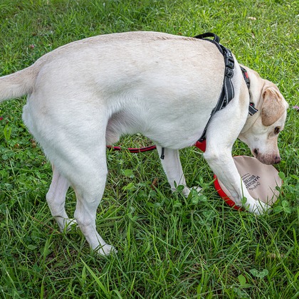 吉田佳央が撮影した「DOG SHOOTING」の写真
