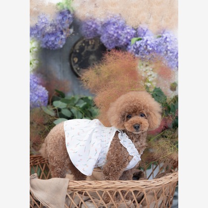 ミヤタカズコが撮影した「:albumName」の写真