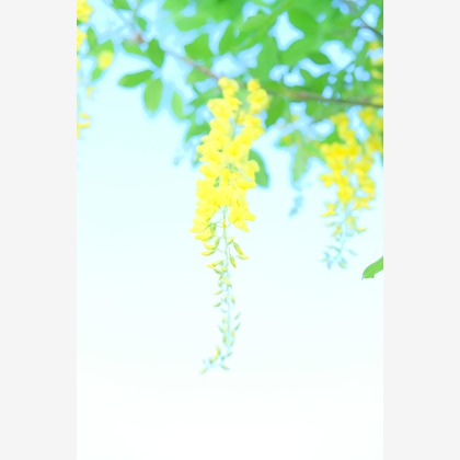 KotobukiPhotosが撮影した「:albumName」の写真