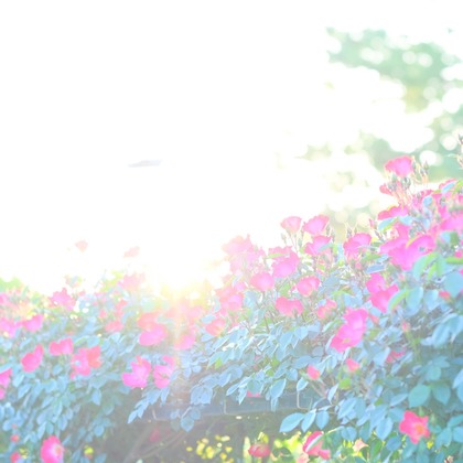 KotobukiPhotosが撮影した「:albumName」の写真