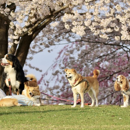 TATEZOUが撮影したイベント/スナップ撮影/人物撮影の写真