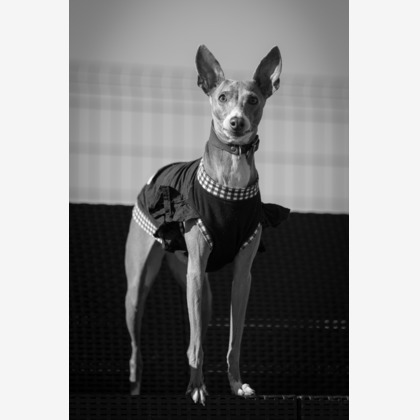 T.Matsumuraが撮影したイベント/スナップ撮影の写真