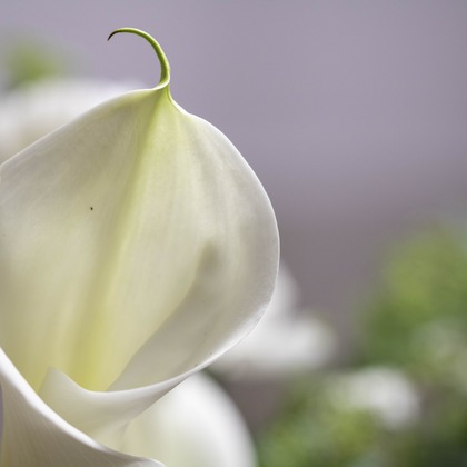 ミヤタカズコが撮影した「:albumName」の写真