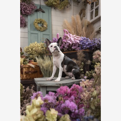 福田博之が撮影した「ペット撮影」の写真