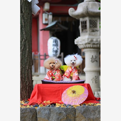 高橋 透（Coo&Sea STUDIO代表）が出張撮影したトイプードル, ペット, ワイルドフラワーが写ったエンゲージメントフォトの写真