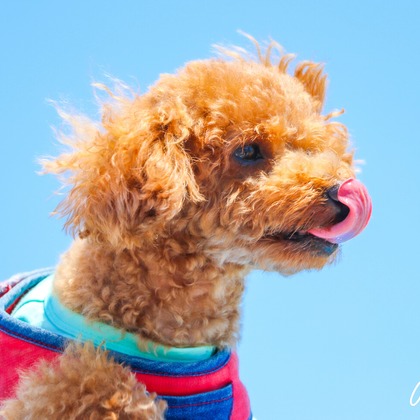 大森光太郎・K-PHOTOが出張撮影した犬の敏捷性, 犬の供給, 子鹿などが写った「ペット撮影」の家族写真