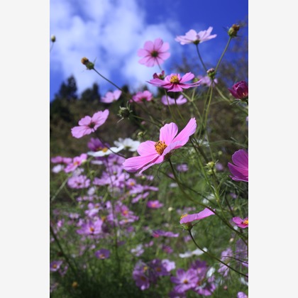 写真屋gonree　阿波根里恵が撮影した旅行先の記念撮影の写真