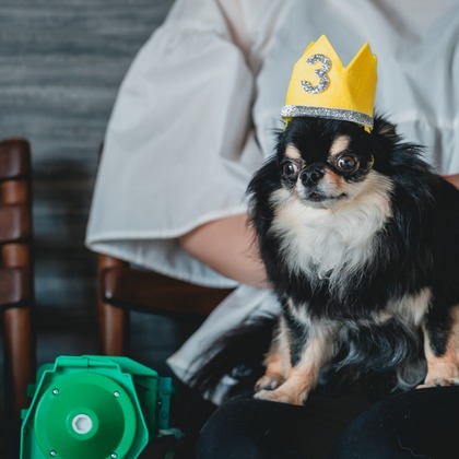 Tajimaが撮影した「ペット」の写真