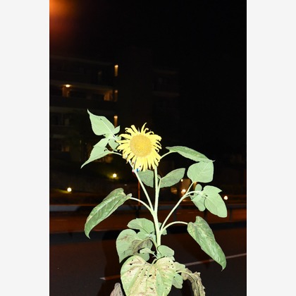 高田来未が撮影した「:albumName」の写真