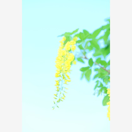 KotobukiPhotosが撮影した「:albumName」の写真