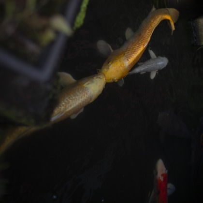 松見　翠が撮影した「:albumName」の写真